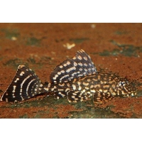 L001 Glyptoperichthys Joselimaianus 4-5cm L001 Glyptoperichthys Joselimaianus 4-5cm